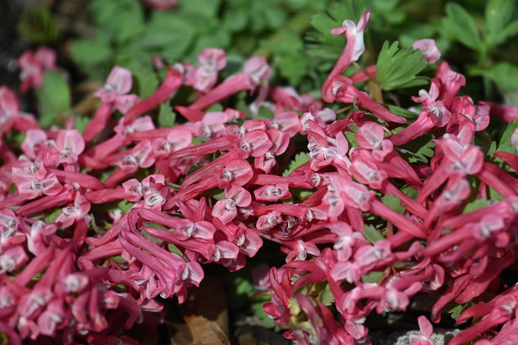 2025-04046224 Tower Hill Botanic Garden, MA.JPG - Fumewort (Corydalis solida). New England Botanic Garden at Tower Hill, MA, 4-4-2025